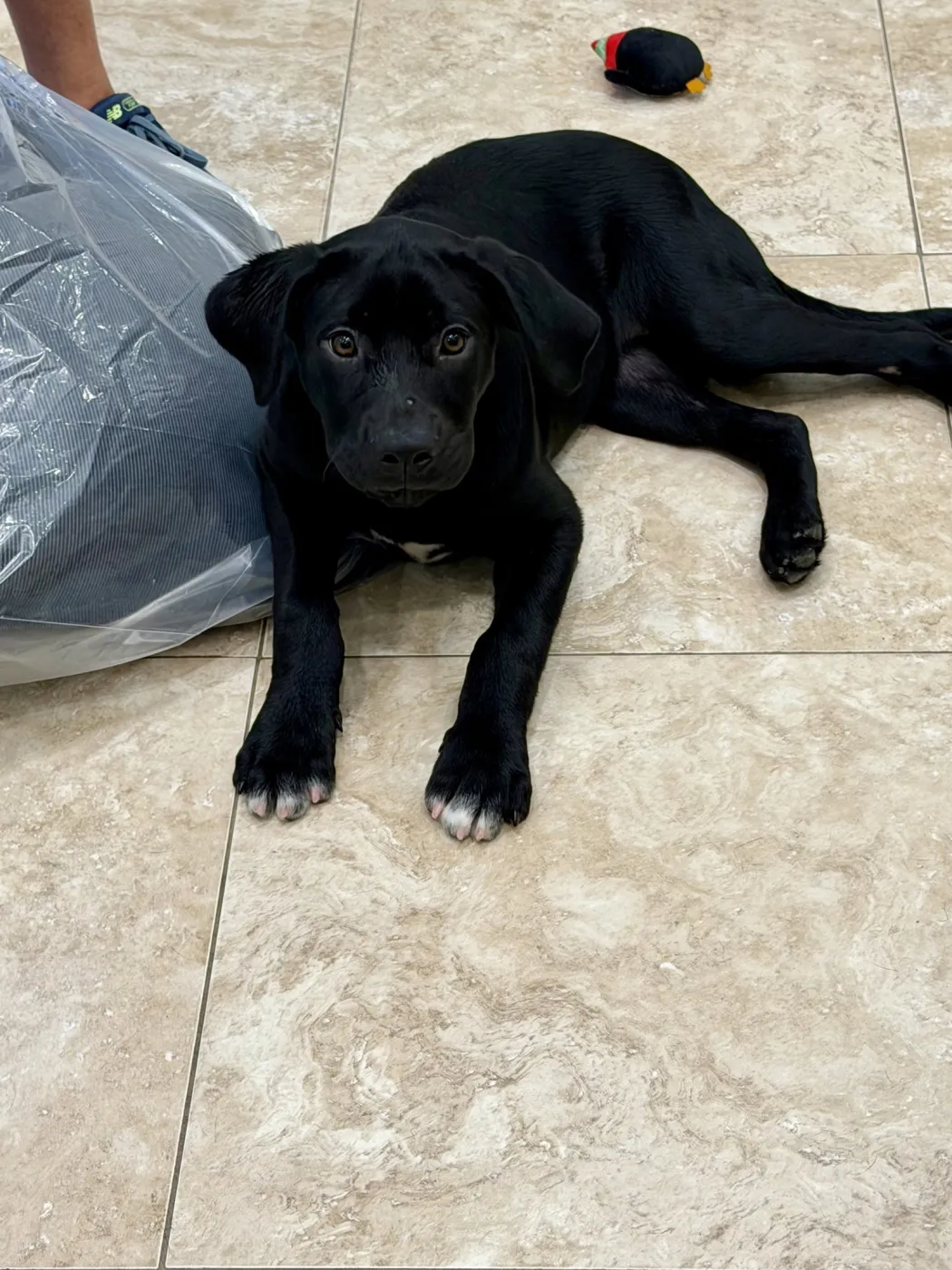 Rigby - Photo 1