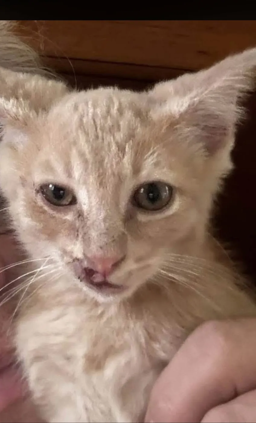 Cheeto - Photo 1