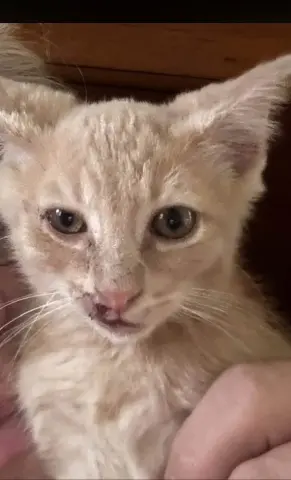 Cheeto