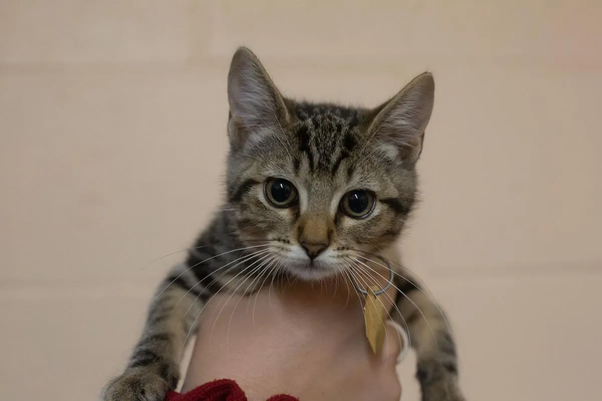 Catniss - Photo 1