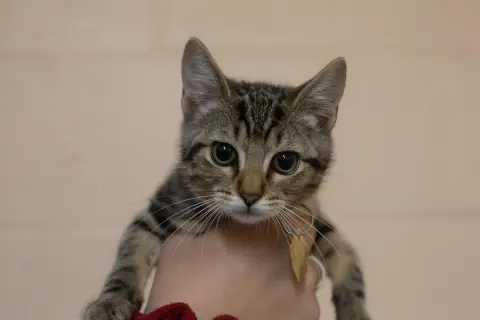 Catniss