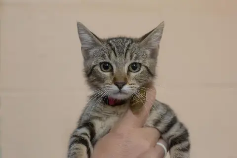 Clawdia