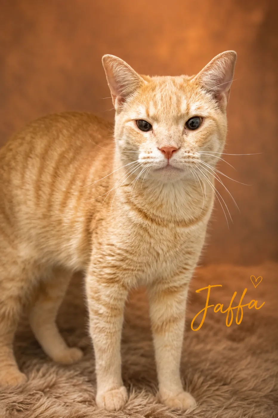 Jaffa - Photo 1