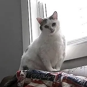 Kitty - Photo 1