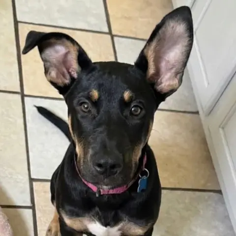 Nyx