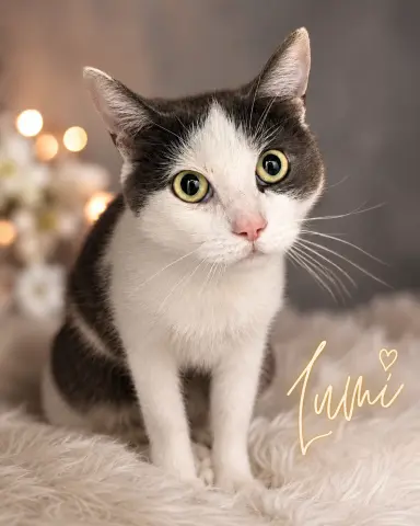 Lumi