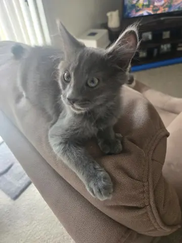 Smokey