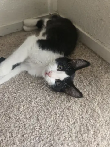 Louie