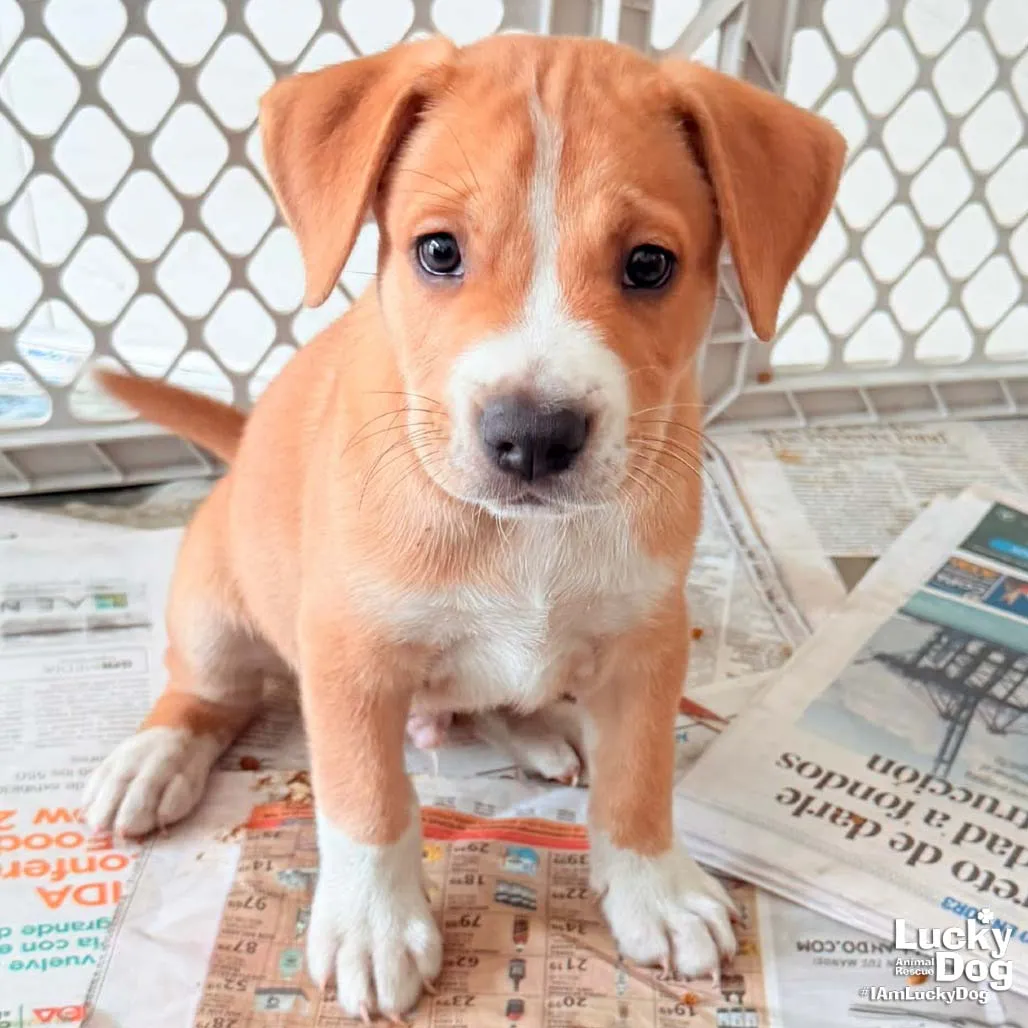 Puppy Preston - Photo 1