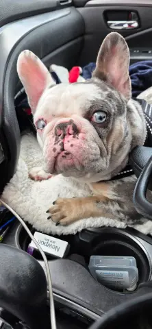 Stella