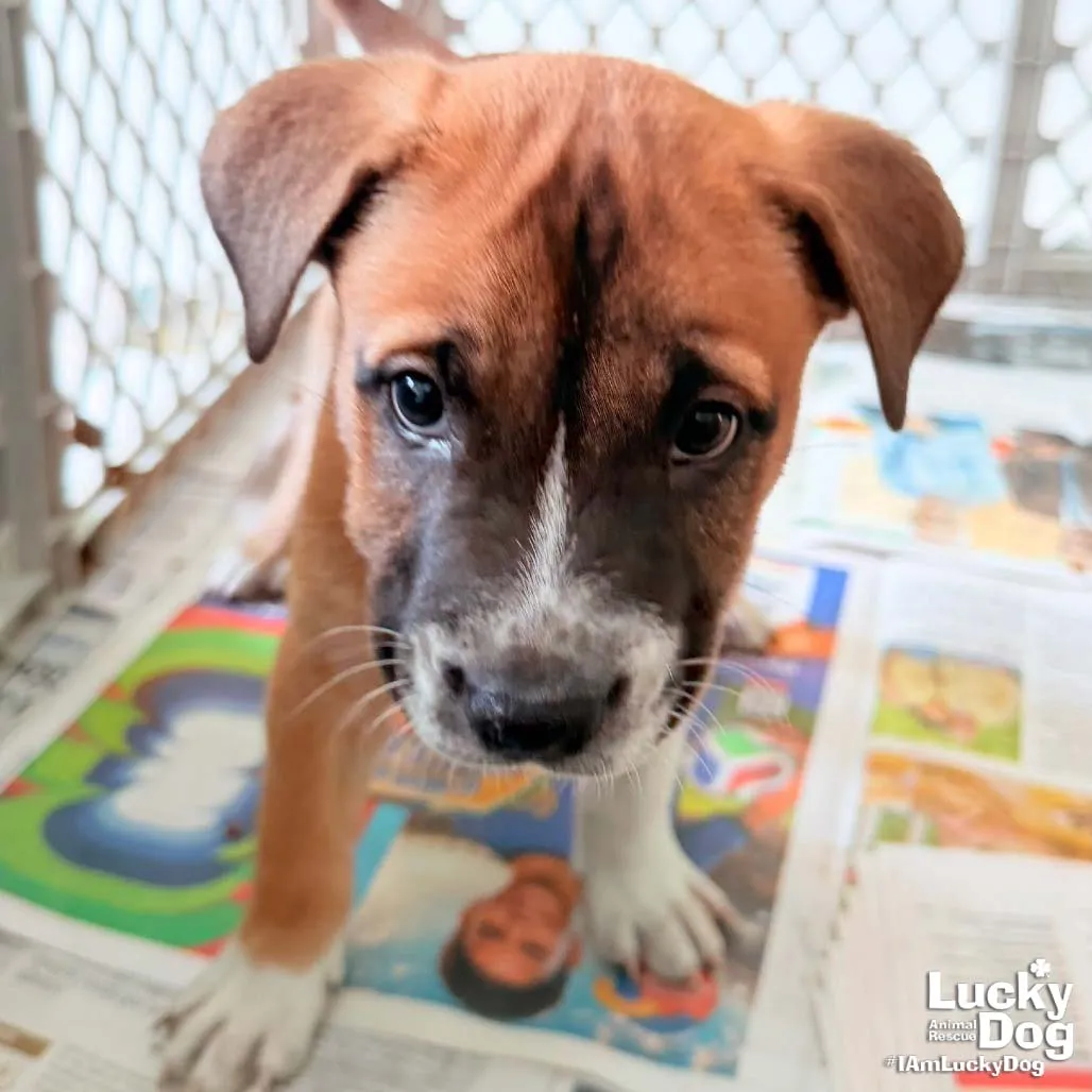 Puppy Princess - Photo 1