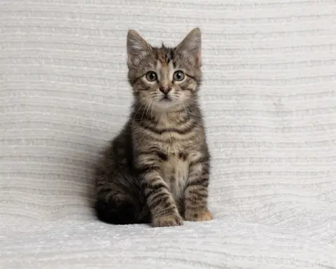 Ella