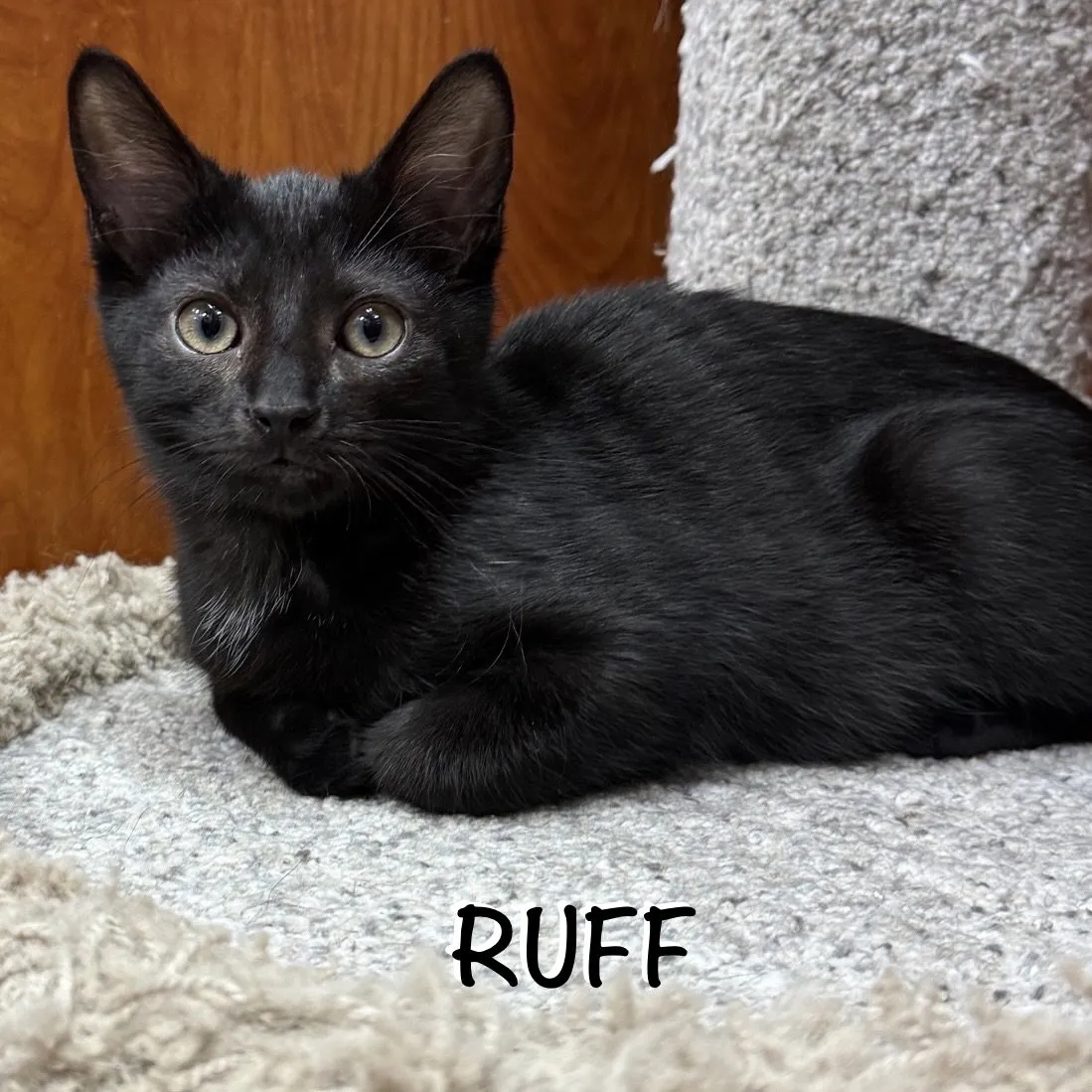 Ruff - Photo 1