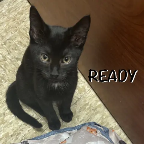 Ready