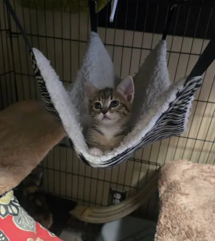 Hazel