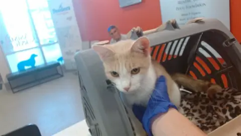 Kitty