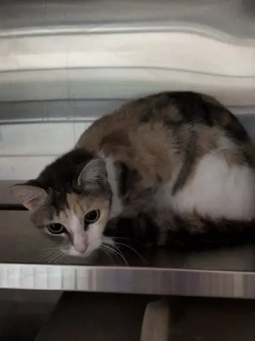 Luna