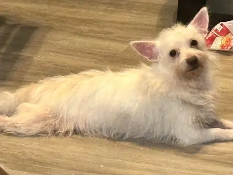 Cornelius