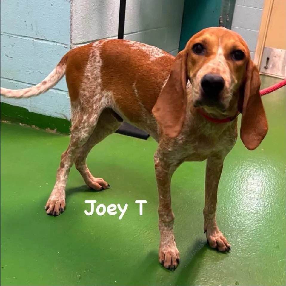 Joey T - Photo 1