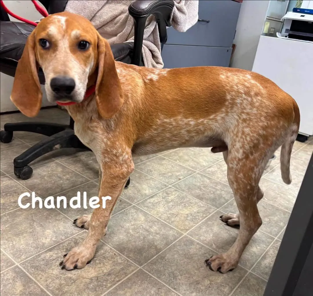 Chandler - Photo 1