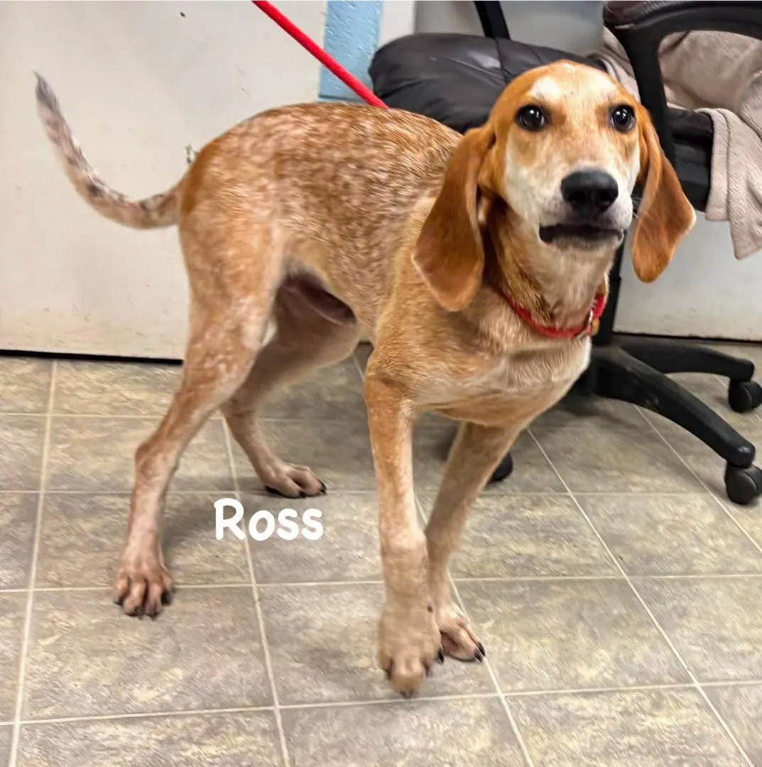Ross - Photo 1