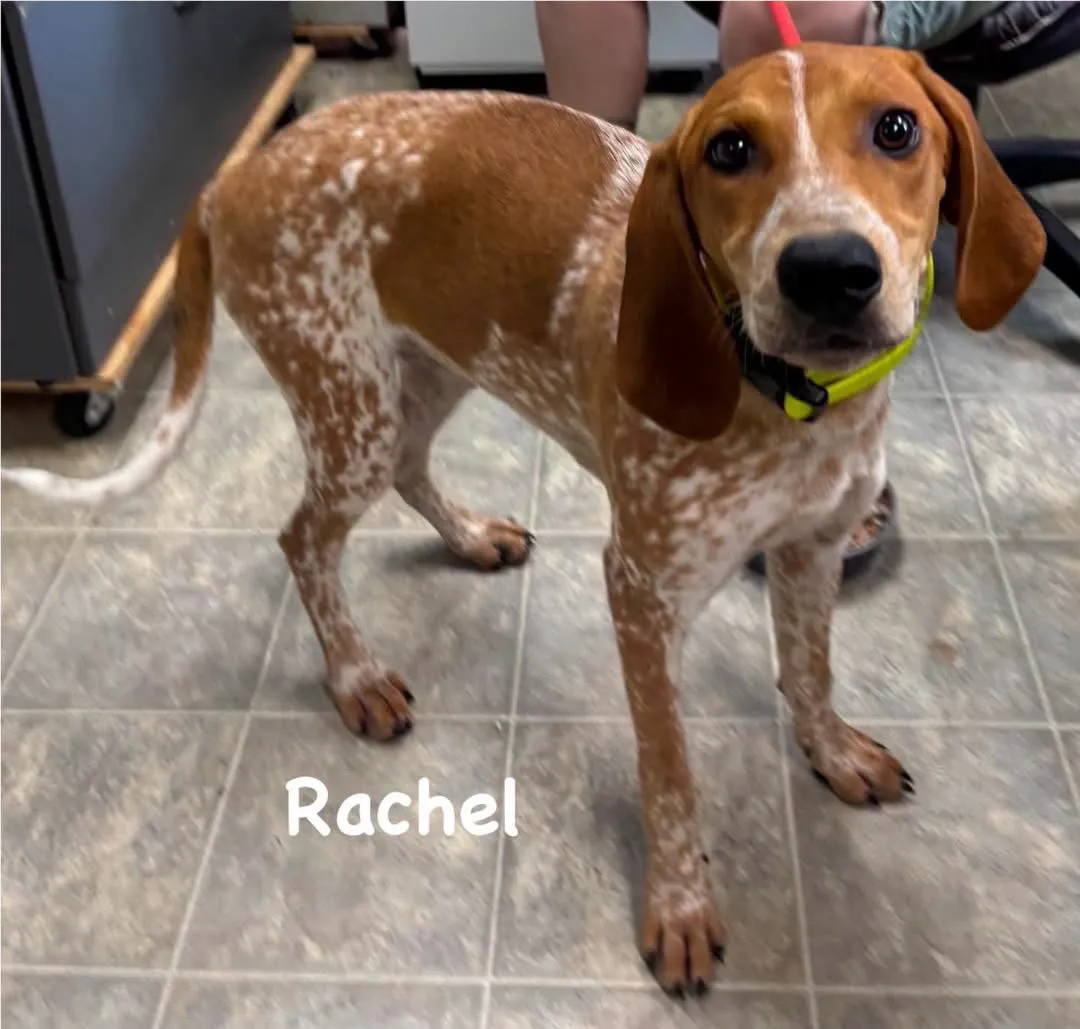 Rachel - Photo 1