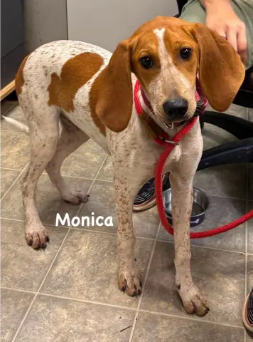 Monica
