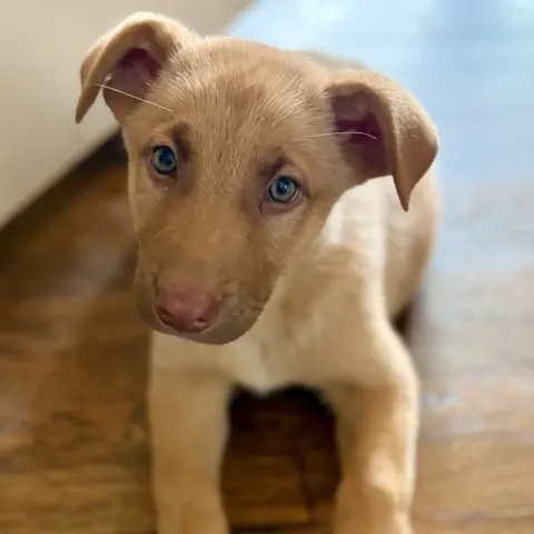Frida