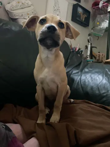 Bella