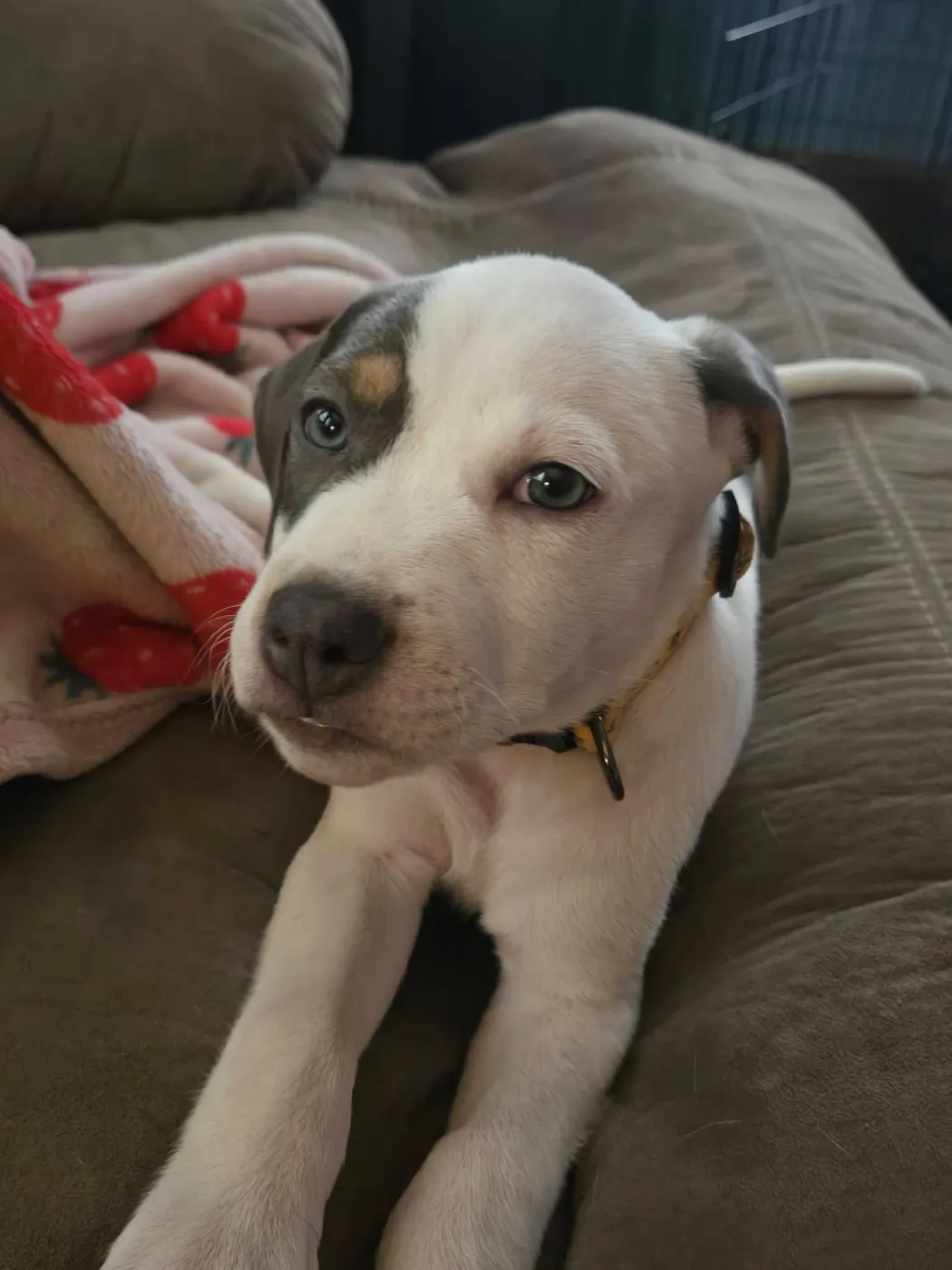 Jester - Photo 1