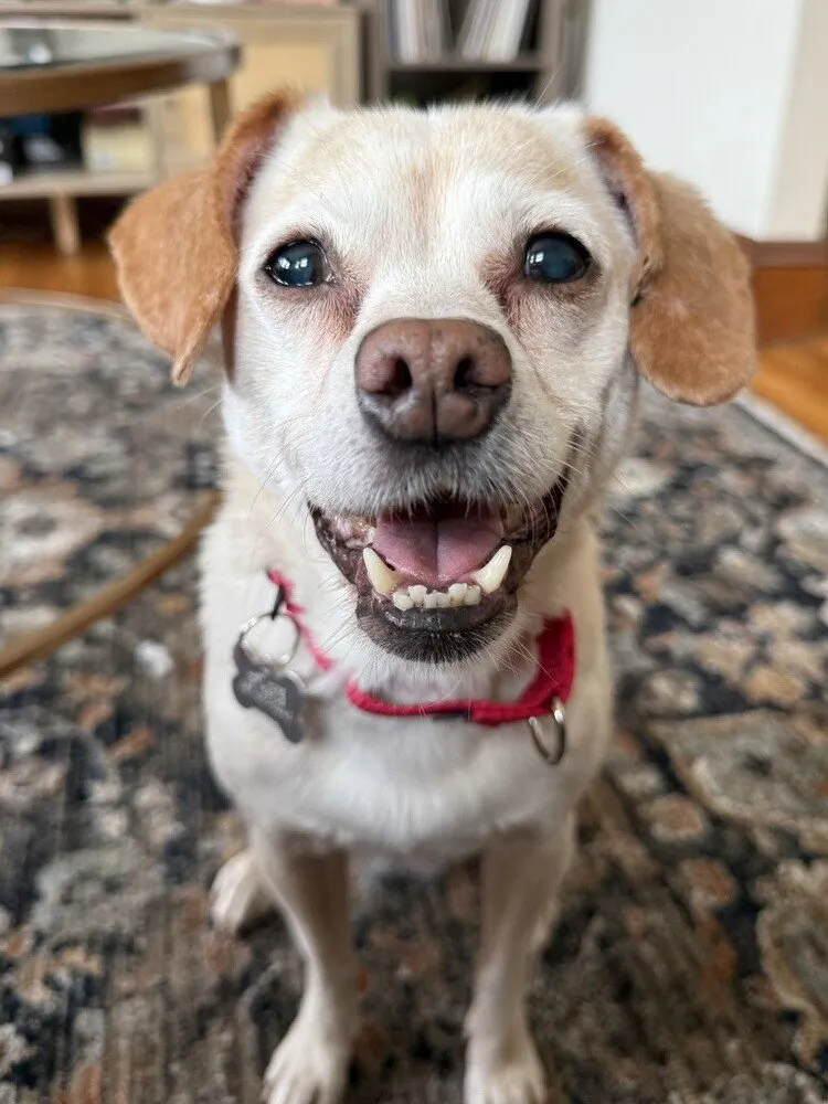 Daisy - Photo 1