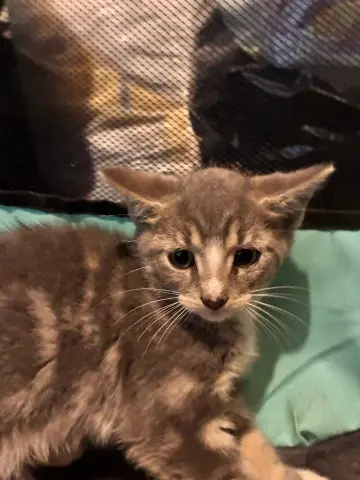 Oscar
