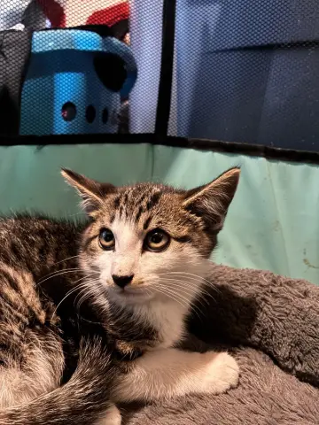 Felix