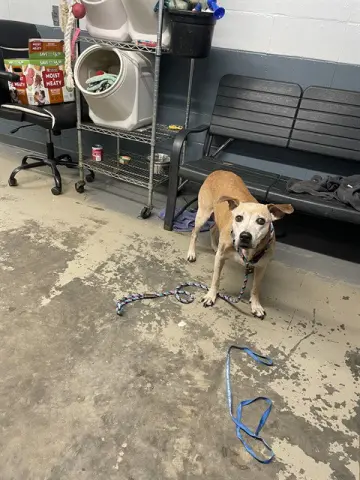 Lady