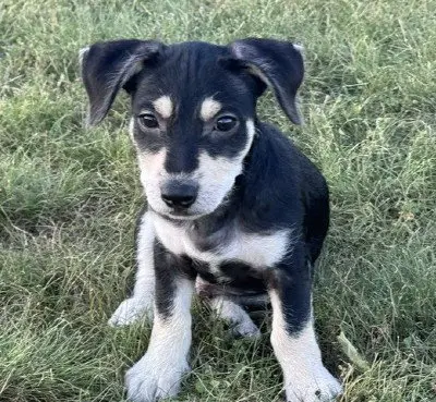 Zeke
