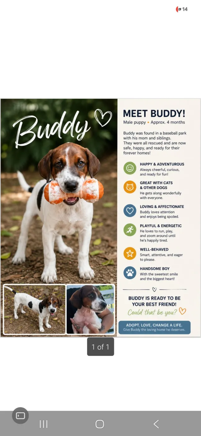 Buddy - Photo 1