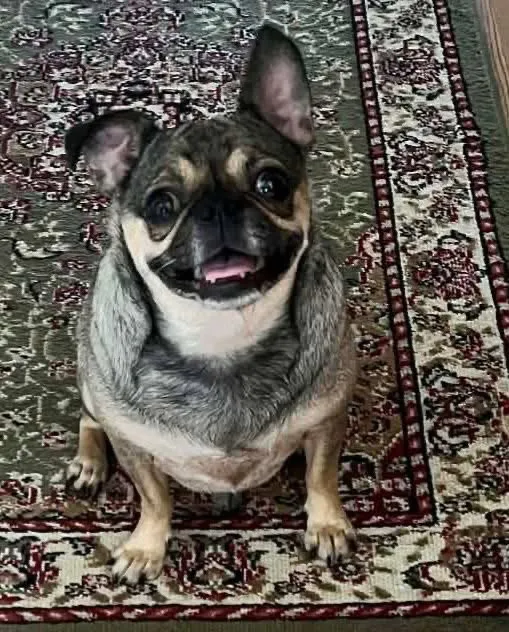 Pugsley - Photo 1