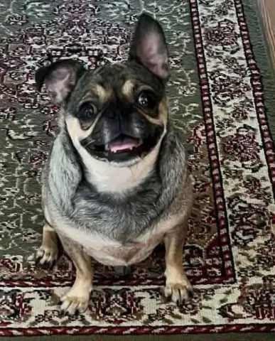 Pugsley