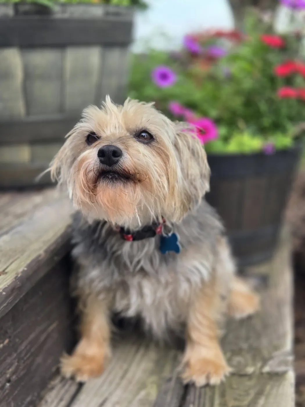Molly - Photo 1