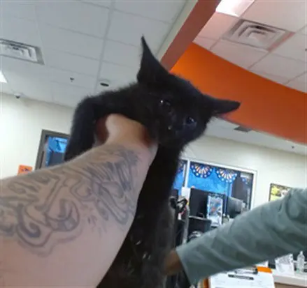 Kitten