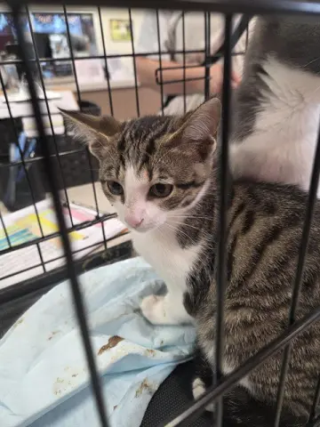Whiskers