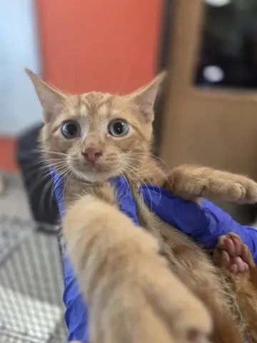 Oliver