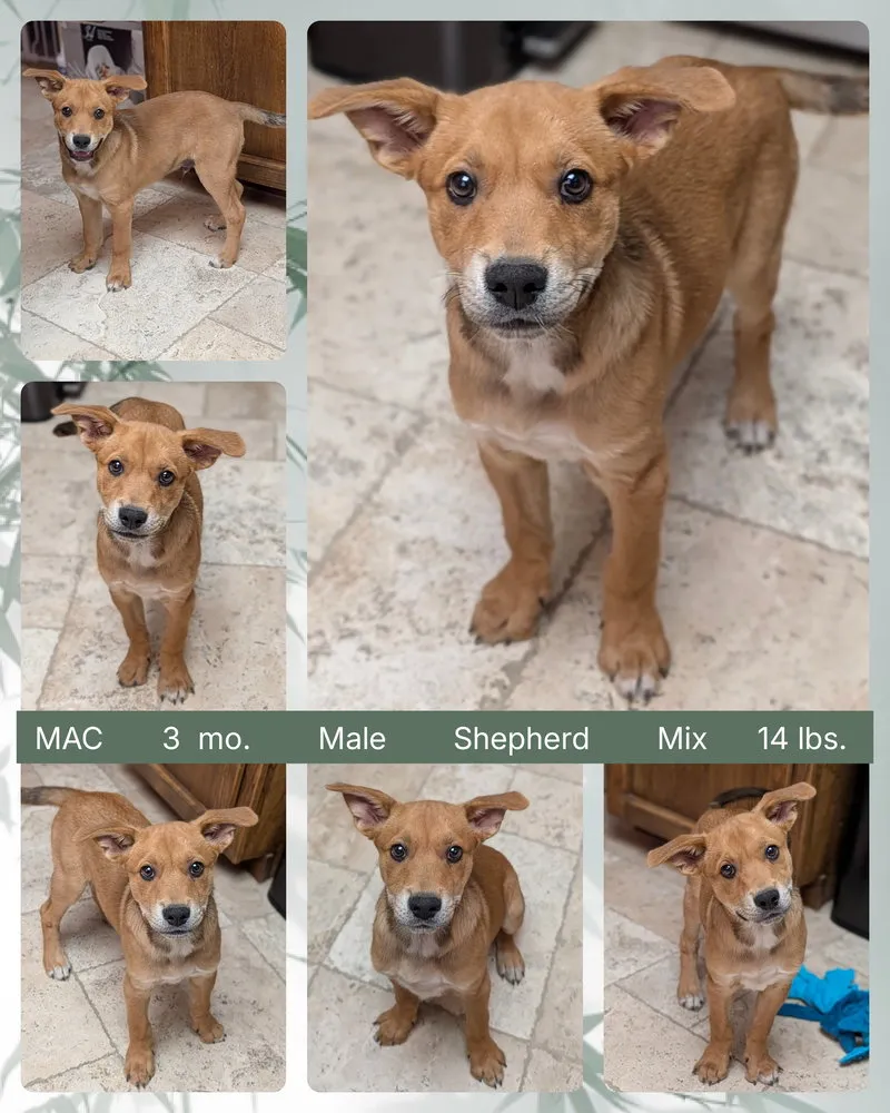 Mac - Photo 1