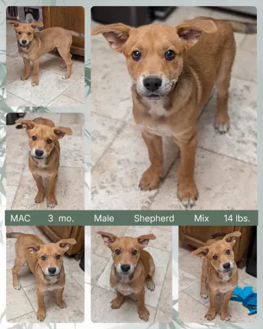 Mac
