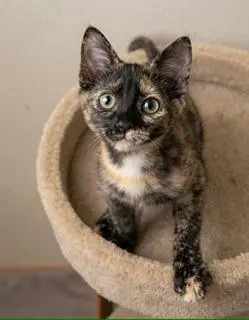 Stella