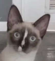 Piper