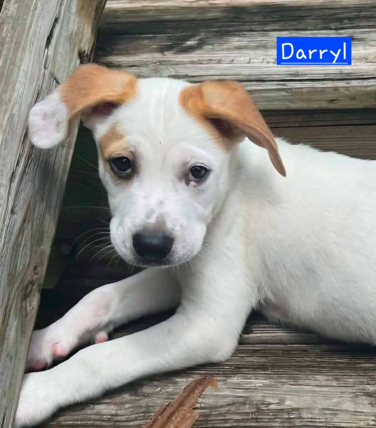 Darryl - Photo 1