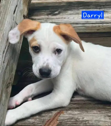 Darryl
