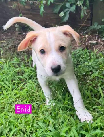 Enid