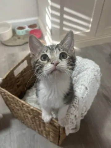 Cosmo